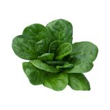 LISTNA ZELENJAVA ŠPINAČA 9 KOS