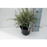 GRMOVNICA OKRASNA V LIST. LONICERA SILVER BEAUTY L17