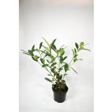 LOVORIKOVEC CAUCASICA L19