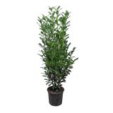 LOVORIKOVEC ELLY L19 CM