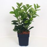 LOVORIKOVEC ETNA L17