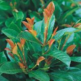 LOVORIKOVEC ETNA L19 CM