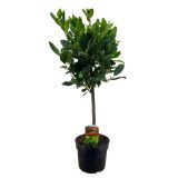 LOVORIKOVEC LOVORIKOVEC NA STEBLU L17