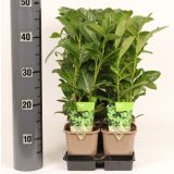 LOVORIKOVEC NOVITA L1 L