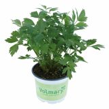 LUŠTREK VOLMARY VERINO L12