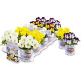 MAČEHA VOLMARY ICE TEENIES L11 CM