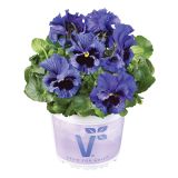 MAČEHA VOLMARY ORCHI L13