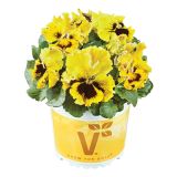 MAČEHA VOLMARY ORCHI L13