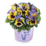 MAČEHA VOLMARY ORCHI L13