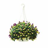 MAČEHA VOLMARY VIOLAXCORNUTA ICE BABIES OBEŠANKA