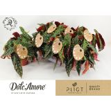 BEGONIJA MACULATA L14