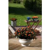 SOBNA ZELENA RASTLINA MADEIRN. KORALNI GRM L13