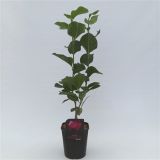 GRM MAGNOLIA 'BLACK TULIP" L21