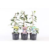 MAGNOLIJA FAIRY L19 CM