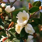 MAGNOLIJA FAIRY L19 CM