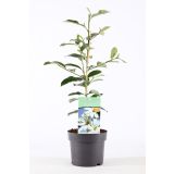 MAGNOLIJA FAIRY WHITE