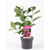 MAGNOLIJA SUSAN L3 L