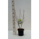 MAGNOLIJA ZVEZDASTA L19