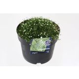 TRAJNICA MAH MIX L12