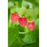 MALINA GLEN AMPLE BREZ TRNOV L11