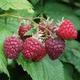 MALINA VOLMARY AROMATIČNA SUMMER LOVERS GARDEN RED L19