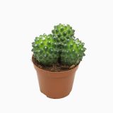 KAKTUS MAMILARIJA POLYTHELE L8.5