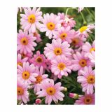 MARJETKA VOLMARY AMIS COLOURS L12