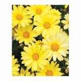 MARJETKA VOLMARY AMIS COLOURS L12