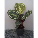 KALATEJA MEDALLION L12