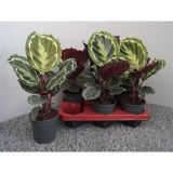 KALATEJA MEDALLION L12