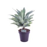 MEDITERANSKE RASTLINE AGAVA ATTENUATA