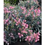 MEDITERANSKE RASTLINE ANDROMEDA BLUE ICE L13 CM