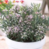 MEDITERANSKE RASTLINE ANDROMEDA BLUE ICE L13 CM