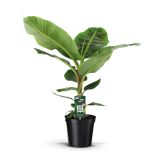 MEDITERANSKE RASTLINE BANANOVEC MUSA DWARF CAVENDISH L17 CM