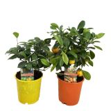 MEDITERANSKE RASTLINE CITRUS MIX L14 CM