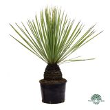 MEDITERANSKE RASTLINE DAISYLIRION SERATIFOLIUM