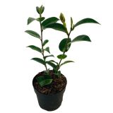 MEDITERANSKE RASTLINE JAPONSKA KAMELIJA L13