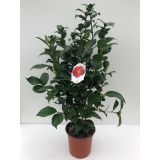 MEDITERANSKE RASTLINE JAPONSKA KAMELIJA L24 V60