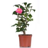 MEDITERANSKE RASTLINE JAPONSKA KAMELIJA L24 V60