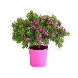 MEDITERANSKE RASTLINE MIRTOLISTNA GREBENUŠA L 19