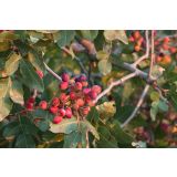 MEDITERANSKE RASTLINE PISTACIJA KERMAN L28