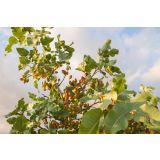 MEDITERANSKE RASTLINE PISTACIJA KERMAN L28