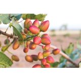 MEDITERANSKE RASTLINE PISTACIJA KERMAN L28