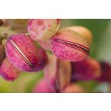 MEDITERANSKE RASTLINE PISTACIJA KERMAN L28