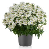 MEDITERANSKE RASTLINE SOLANUM JASMINOIDES L18