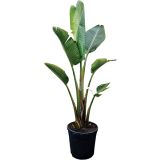 MEDITERANSKE RASTLINE STRELICIJA AUGUSTA