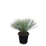 MEDITERANSKE RASTLINE YUCCA ARROSTRATA