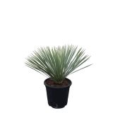 MEDITERANSKE RASTLINE YUCCA ARROSTRATA