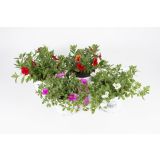 SEZONSKA RASTLINA MILIJON ZVONČK MIX L10