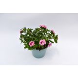 SEZONSKA RASTLINA MILIJON ZVONČK MIX L10